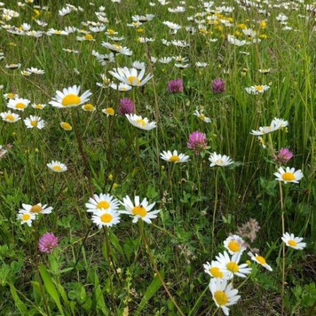 118763414_2351003005196430_2618073829390404038_n.